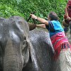elephant_chiangmai (125)